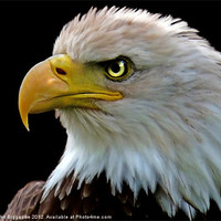 Buy canvas prints of American Bald Eagle by John Biggadike
