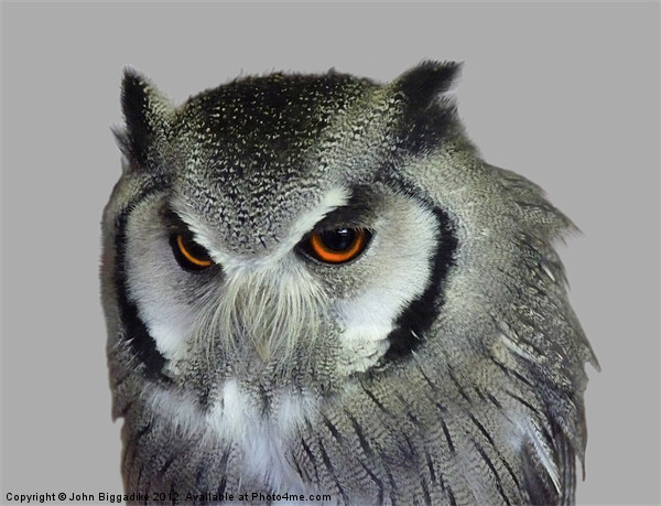 Southern white-faced owl Picture Board by John Biggadike