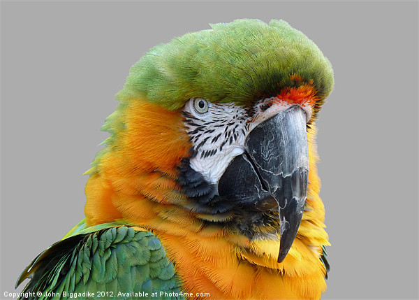 Hybrid Macaw Picture Board by John Biggadike