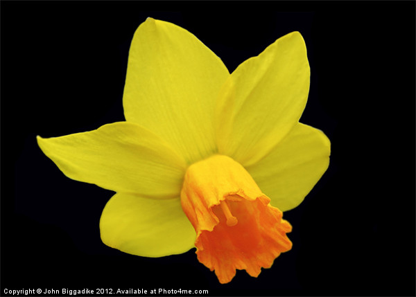 Daffodil or Narcissus Picture Board by John Biggadike
