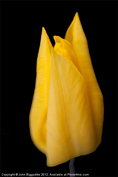 Yellow Tulip Picture Board by John Biggadike