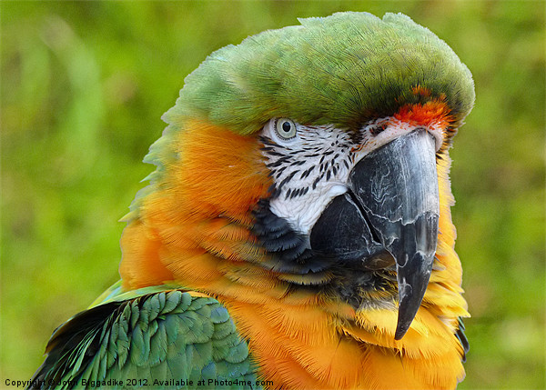 Hybrid Macaw 2 Picture Board by John Biggadike