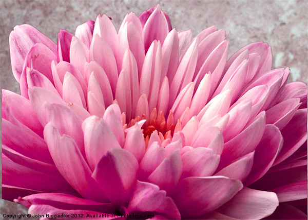Pink Chrysanthemum Picture Board by John Biggadike