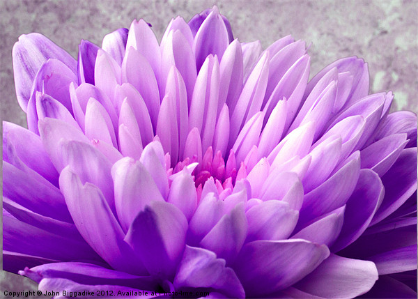 Lilac Chrysanthemum Picture Board by John Biggadike