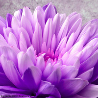 Buy canvas prints of Lilac Chrysanthemum by John Biggadike