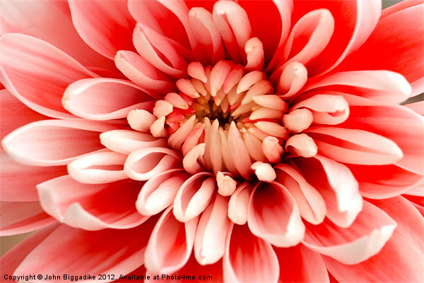Pink Chrysanthemum from above Picture Board by John Biggadike