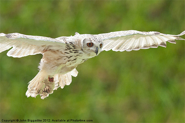 Owl in flight Picture Board by John Biggadike