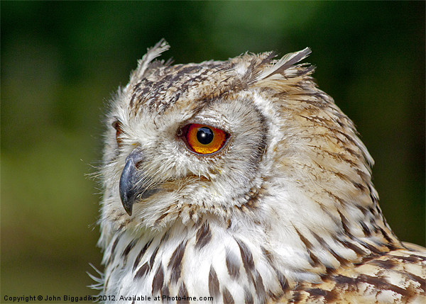 Eagle Owl Picture Board by John Biggadike