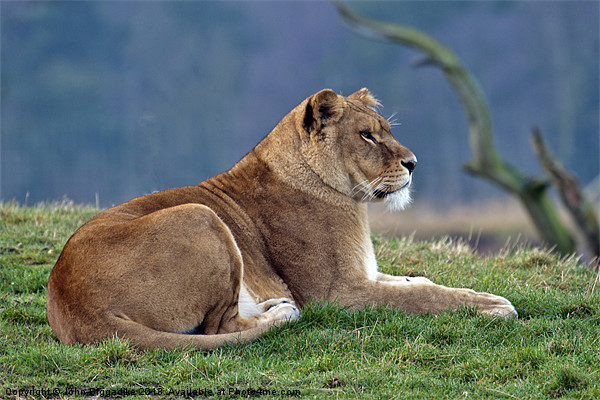 LIONESS AT REST Picture Board by John Biggadike