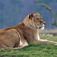 Buy canvas prints of LIONESS AT REST by John Biggadike