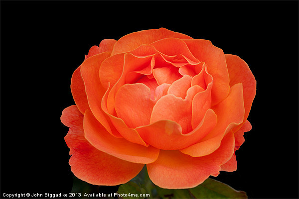 Orange Rose Picture Board by John Biggadike
