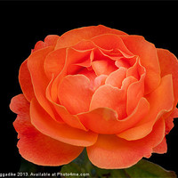 Buy canvas prints of Orange Rose by John Biggadike