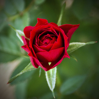 Buy canvas prints of A Rose for My Rose by John Biggadike