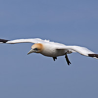 Buy canvas prints of Gannet in flight by John Biggadike