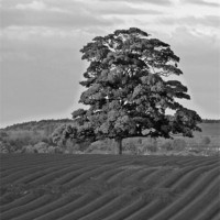Buy canvas prints of Solitary Tree by John Biggadike