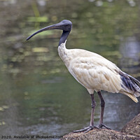 Buy canvas prints of Australian white ibis by John Biggadike