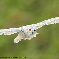 Buy canvas prints of Snowy Owl in flight by John Biggadike