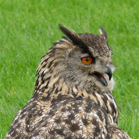 Buy canvas prints of Eagle Owl by John Biggadike