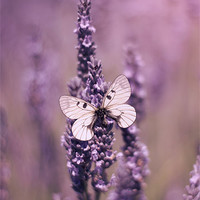 Buy canvas prints of Butterfly on Lavender by Vikki Davies