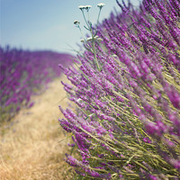 Buy canvas prints of Lavender Field in Summer by Vikki Davies