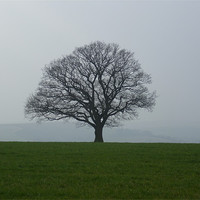 Buy canvas prints of Solitary Tree by marie crisp