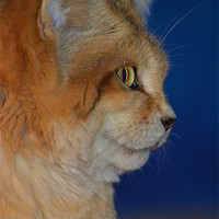 Buy canvas prints of Sand Cat by Jules Camfield