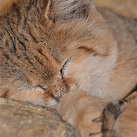 Buy canvas prints of Sleeping Sand Cat by Jules Camfield