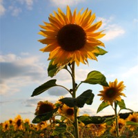 Buy canvas prints of Sunflower by Jules Camfield