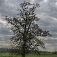 Buy canvas prints of HDR Tree by Daniel Gray