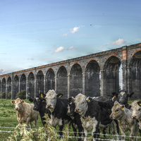 Buy canvas prints of  HDR Cows Under The Arches by Daniel Gray