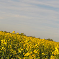 Buy canvas prints of Fields of Gold 2 by Daniel Gray