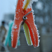Buy canvas prints of Frosty Pegs by Daniel Gray