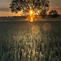 Buy canvas prints of Tree of Light by Lee Morley