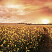Buy canvas prints of Sunset Fields by Lee Morley