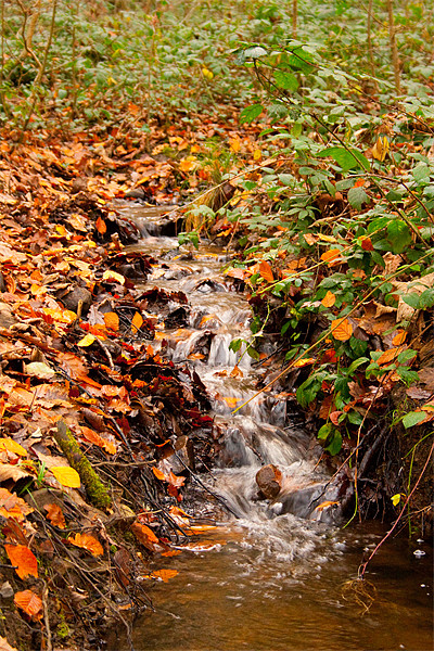 Autumn Stream Picture Board by Dan Davidson