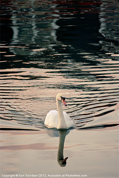Swansea Swan Marina Picture Board by Dan Davidson
