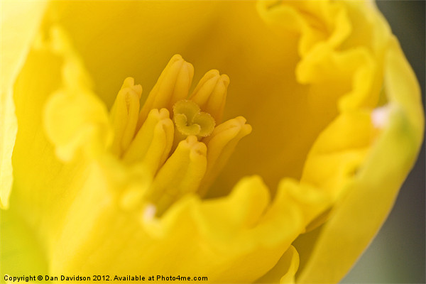 Daffodil Extreme Close Up Macro Picture Board by Dan Davidson