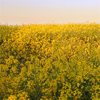 Buy canvas prints of Rapeseed Oil Field West Yorkshire by Dan Davidson