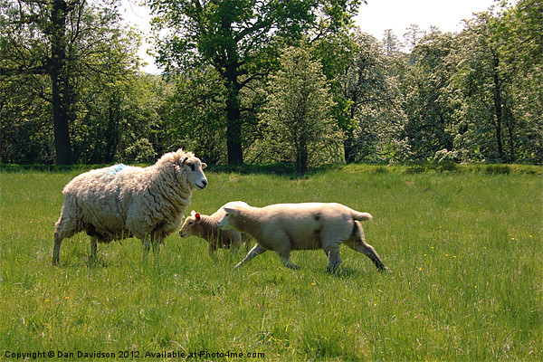 Sheep Shifting Sharpish Picture Board by Dan Davidson