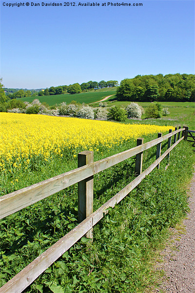 Rapeseed field and fence Picture Board by Dan Davidson