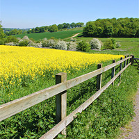 Buy canvas prints of Rapeseed field and fence by Dan Davidson
