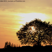 Buy canvas prints of Tree Sunset Silhouette by Dan Davidson