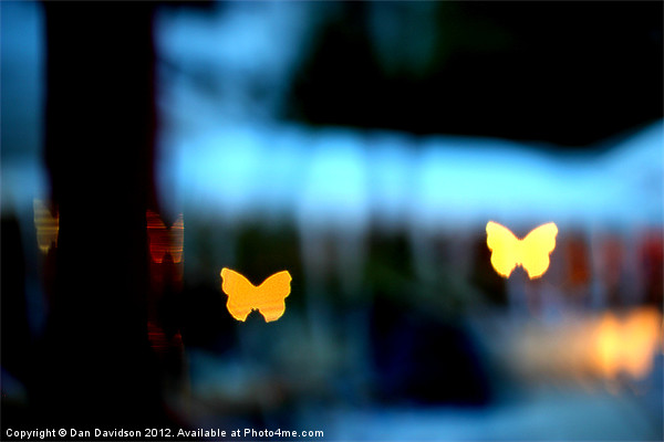 Butterfly bokeh at night Picture Board by Dan Davidson