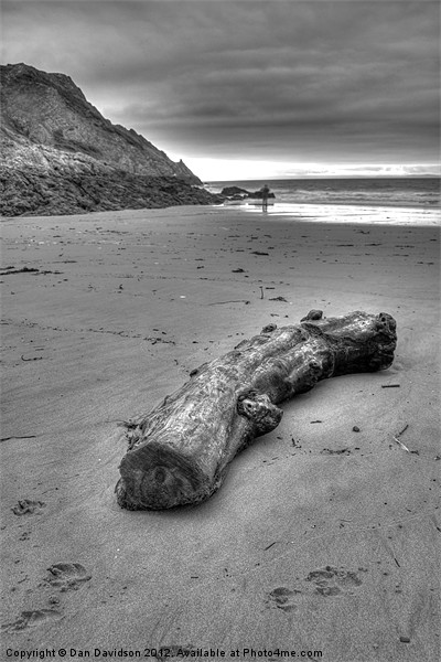 Driftwood at Pobbles Bay Mono Picture Board by Dan Davidson