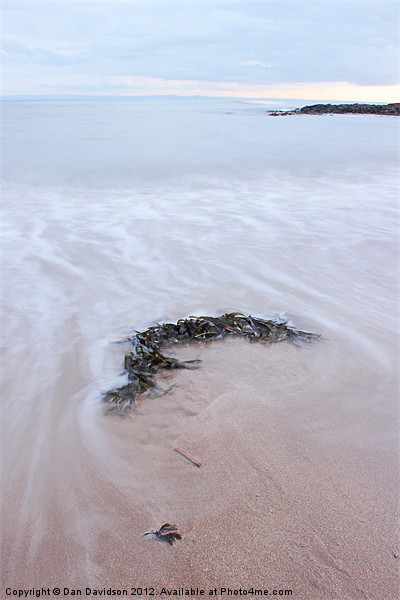 Seaweed at Bracelet Bay Picture Board by Dan Davidson