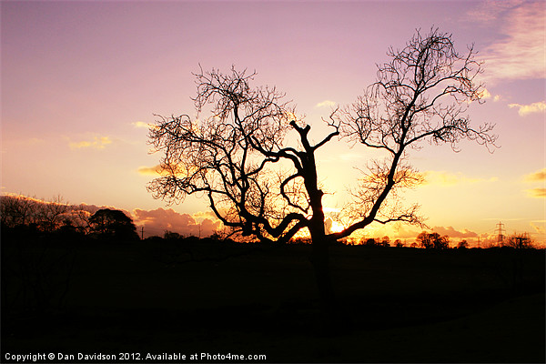 Lamphey Tree Sunset Picture Board by Dan Davidson