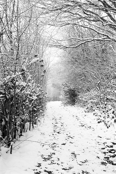 Saltwells Snow Picture Board by Dan Davidson