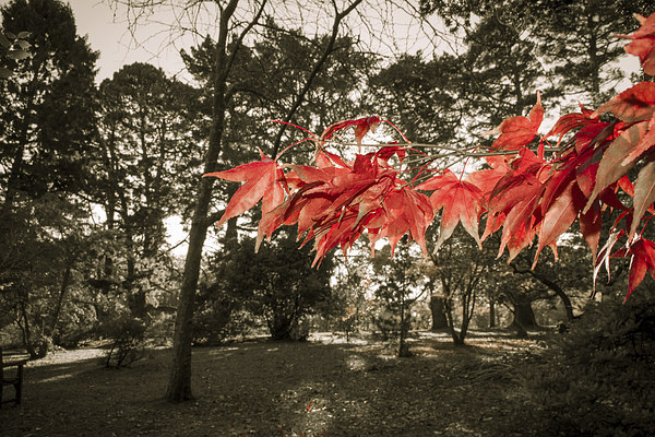 Clyne Gardens Red Picture Board by Dan Davidson