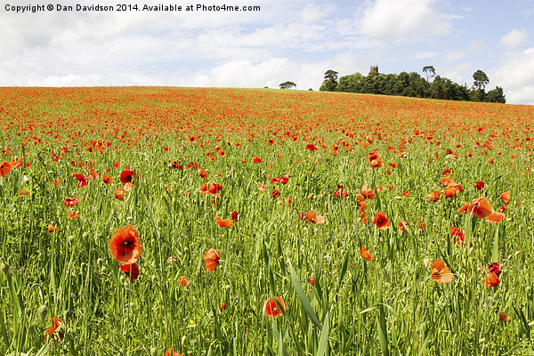 Poppies in England Picture Board by Dan Davidson