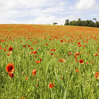 Buy canvas prints of Poppies in England by Dan Davidson